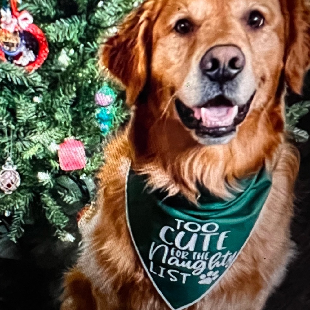 DOG TIE ON BANDANA CHRISTMAS EMBROIDERED "Too Cute for the Naughty List"